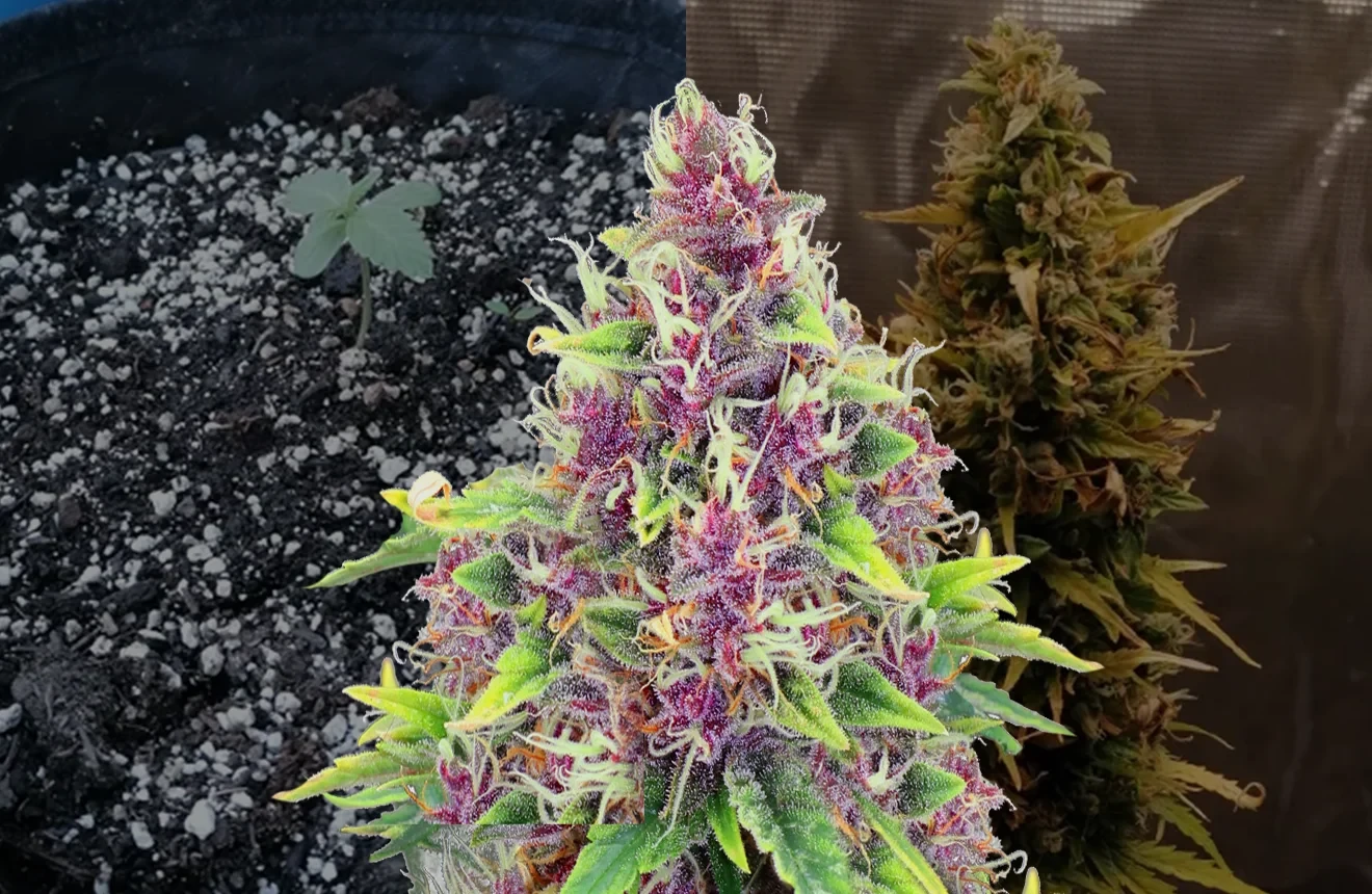 Blueberry Autoflower - Week by Week Grow Diary